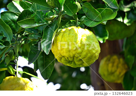 表皮がごつごつしたシシユズの実（秋、十月） 132646023