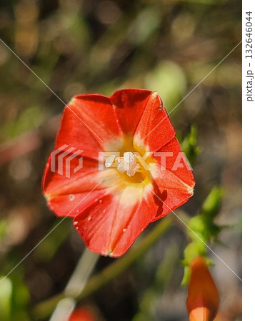 拡大したマルバルコウの花 132646044