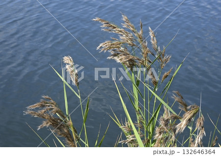 水辺の風にそよぐヨシの穂 132646364