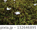 苔に散る桜1 132646895