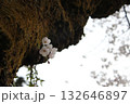幹から咲く桜1 132646897
