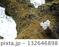 幹から咲く桜2 132646898