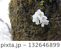幹から咲く桜3 132646899