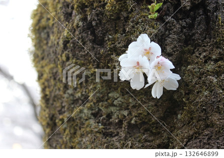 幹から咲く桜3 幹から咲く桜3 132646899