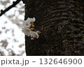 幹から咲く桜4 132646900
