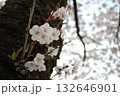 小枝から咲く桜 132646901
