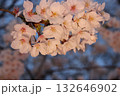 ライトアップされる桜 132646902