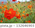 鮮やかなオレンジ色のコスモス 132646903