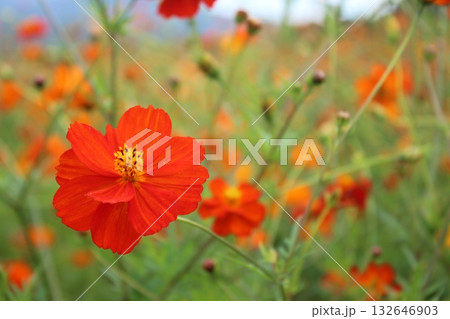 鮮やかなオレンジ色のコスモス 鮮やかなオレンジ色のコスモス 132646903