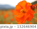 オレンジ色のコスモス 132646904