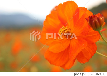 オレンジ色のコスモス オレンジ色のコスモス 132646904