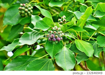 秋が深まり色付き始めたカクレミノの実（秋、十月） 132646949