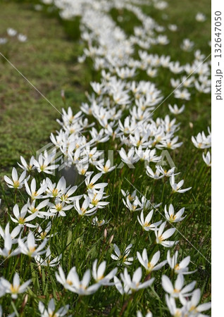 草原に咲くゼフィランサスの花 草原に咲くゼフィランサスの花 132647050