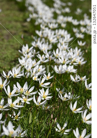 草原に咲くゼフィランサスの花 132647051