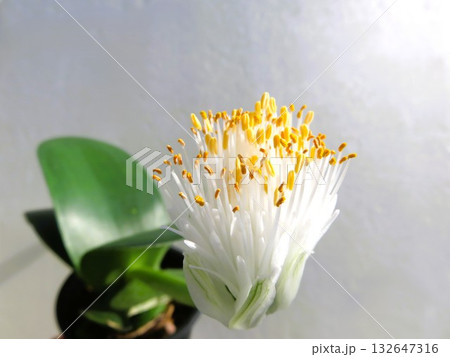 マユハケオモト マユハケオモト 132647316