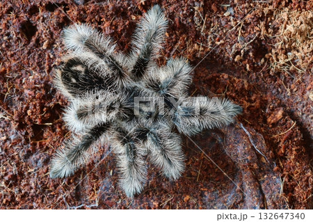 Macro of large curlyhair tarantula  132647340