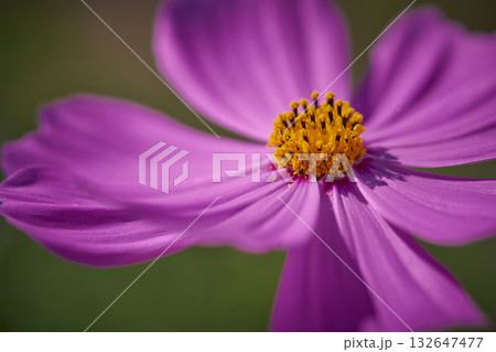 コスモスの花 132647477