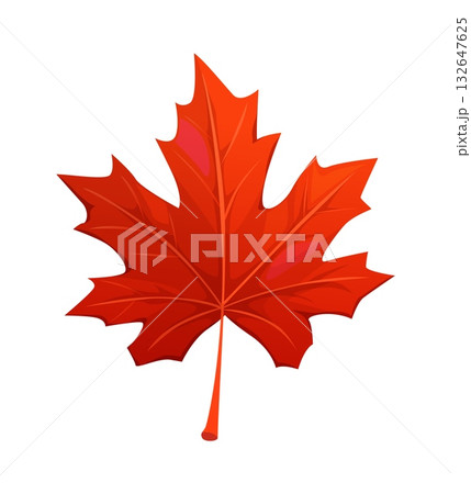Cartoon sugar red maple leaf, autumn season foliage. Vector emblem of Canada. Scarlet lobed maple leaf with veins for harvest and Thanksgiving day 132647625