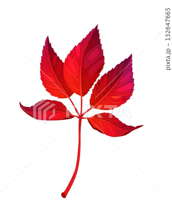 Cartoon oriental maple leaf in autumn season. Scarlet fall maple tree bough leaves. Lobed shape leaf for Thanksgiving seasonal holiday Cartoon oriental maple leaf in autumn season. Scarlet fall maple tree bough leaves. Lobed shape leaf for Thanksgiving seasonal holiday 132647665