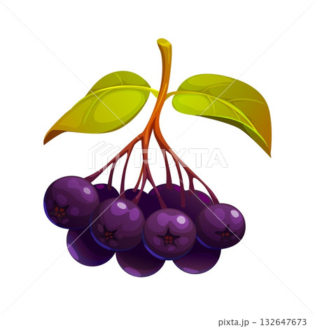 Cartoon aronia berry autumn superfruit with leaves. Purple antioxidant chokeberry with fall green and yellow foliage. Farm chokecherry and aronia berry branch harvest Cartoon aronia berry autumn superfruit with leaves. Purple antioxidant chokeberry with fall green and yellow foliage. Farm chokecherry and aronia berry branch harvest 132647673
