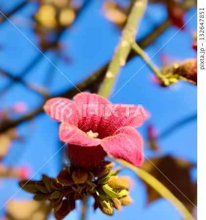 Bombax ceiba flower, vibrant red silk-cotton tree blossom. High quality photo 132647851