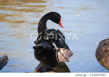 A black swan with a red beak standing in the water, showing its webbed foot and dark feathers. Wildlife portrait A black swan with a red beak standing in the water, showing its webbed foot and dark feathers. Wildlife portrait 132647957