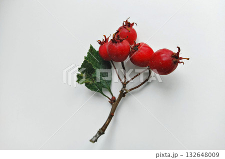 Single sprig of hawthorn berries with red berries and green leaves on clean white background, simple minimal styling Single sprig of hawthorn berries with red berries and green leaves on clean white background, simple minimal styling 132648009