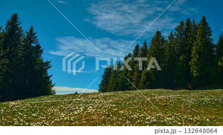Beautiful meadow filled with wildflowers under a clear blue sky surrounded by tall evergreen trees Beautiful meadow filled with wildflowers under a clear blue sky surrounded by tall evergreen trees 132648064