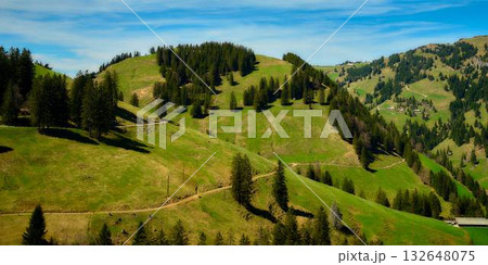Vibrant green hills with lined trees under a clear blue sky in a tranquil valley during midday 132648075