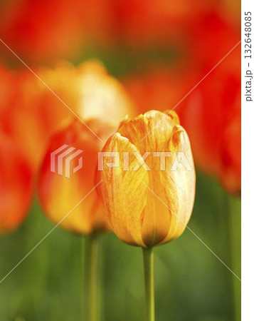 Vibrant tulips bloom in a colorful garden during springtime Vibrant tulips bloom in a colorful garden during springtime 132648085