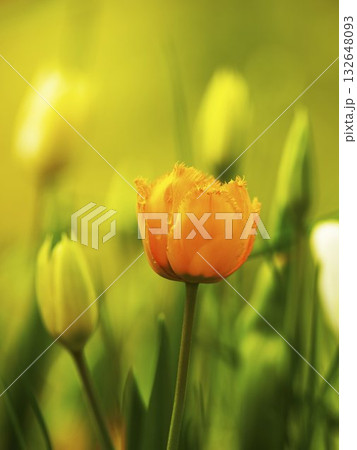 Vibrant orange tulip surrounded by lush greenery in a blooming garden during springtime 132648093