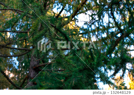 Close-up of a pine branch. Sunny summer forest. 132648129