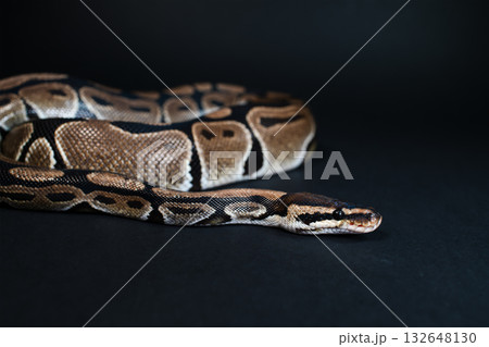 Royal python on a black background. Snake skin. Royal python on a black background. Snake skin. 132648130