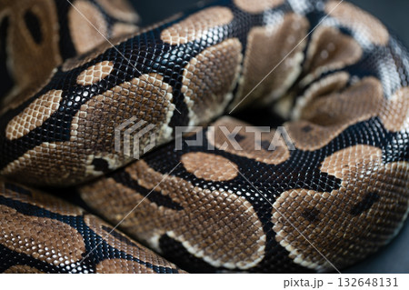 Close-up of a royal python. Snake's skin. 132648131