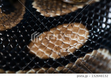 Close-up of a royal python. Snake's skin. 132648132