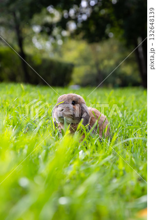 Little lop-eared rabbit sits on the lawn in park. Dwarf rabbit breed. Summer warm day. Little lop-eared rabbit sits on the lawn in park. Dwarf rabbit breed. Summer warm day. 132648139