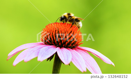Bee sit on the echinacea flower. Pollination of a flower close-up. 132648152