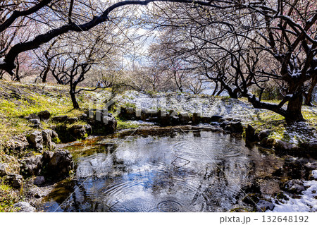 いなべ市農業公園　満開の梅園 132648192