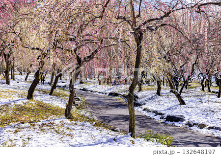 いなべ市農業公園 満開の梅園 いなべ市農業公園 満開の梅園 132648197