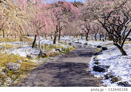 いなべ市農業公園 満開の梅園 いなべ市農業公園 満開の梅園 132648198
