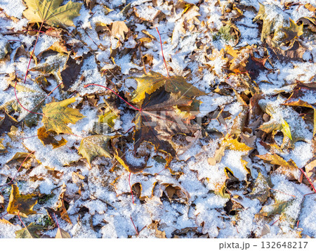First snow on the green grass and fallen leaves in autumn. Yellow and green fallen leaves on the grass with snow. 132648217