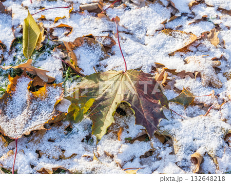 First snow on the green grass and fallen leaves in autumn. Yellow and green fallen leaves on the grass with snow. First snow on the green grass and fallen leaves in autumn. Yellow and green fallen leaves on the grass with snow. 132648218