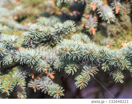 Background of green spruce branches in sunset light 132648221