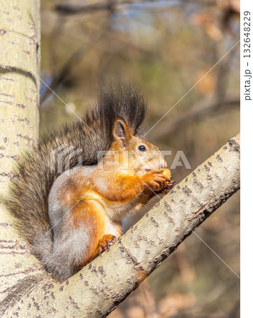 The squirrel with nut sits on tree in the autumn. Eurasian red squirrel, Sciurus vulgaris. The squirrel with nut sits on tree in the autumn. Eurasian red squirrel, Sciurus vulgaris. 132648229