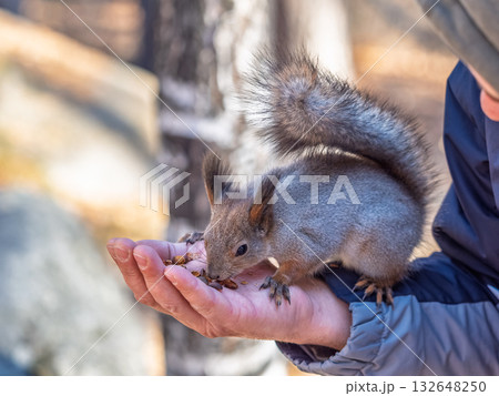 A squirrel in the spring or autumn eats nuts from a human hand. Eurasian red squirrel, Sciurus vulgaris A squirrel in the spring or autumn eats nuts from a human hand. Eurasian red squirrel, Sciurus vulgaris 132648250