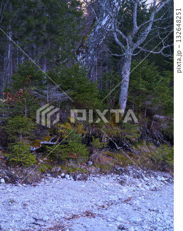 Forest shoreline at dusk with vibrant greenery and rocky landscape in a peaceful natural setting Forest shoreline at dusk with vibrant greenery and rocky landscape in a peaceful natural setting 132648251