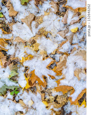 First snow on the green grass and fallen leaves in autumn. Yellow and green fallen leaves on the grass with snow. First snow on the green grass and fallen leaves in autumn. Yellow and green fallen leaves on the grass with snow. 132648262