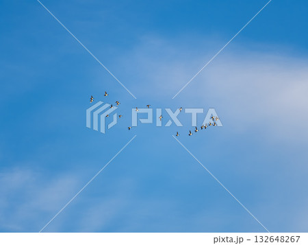 Flock of geese in flight Flock of geese in flight 132648267