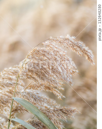 Yellow autumn fluffy feather grass with seeds on curved stems in light wind. Hello autumn concept. Natural background with copy space Yellow autumn fluffy feather grass with seeds on curved stems in light wind. Hello autumn concept. Natural background with copy space 132648280