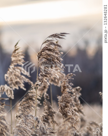 Yellow autumn fluffy feather grass with seeds on curved stems in light wind. Hello autumn concept. Natural background with copy space Yellow autumn fluffy feather grass with seeds on curved stems in light wind. Hello autumn concept. Natural background with copy space 132648281